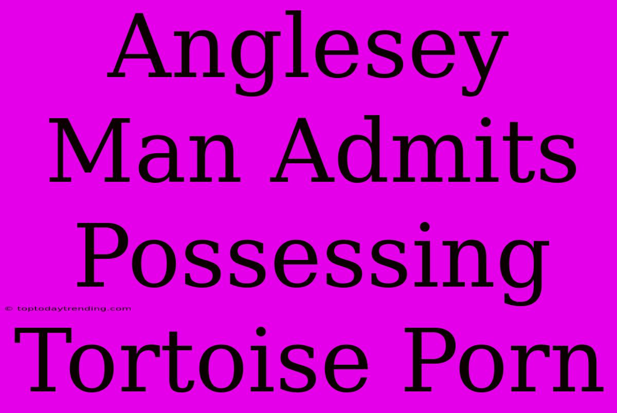 Anglesey Man Admits Possessing Tortoise Porn