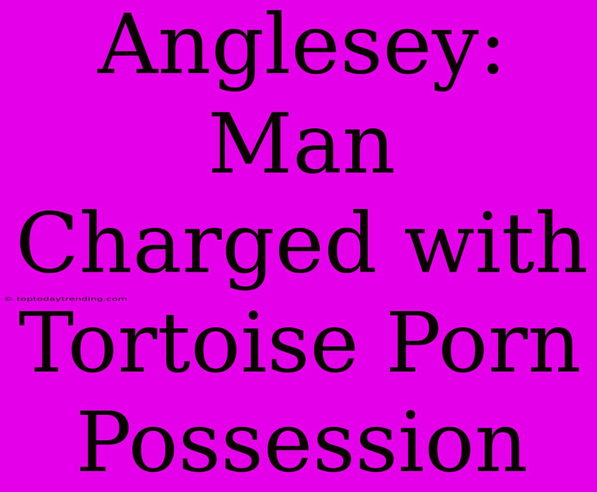 Anglesey: Man Charged With Tortoise Porn Possession