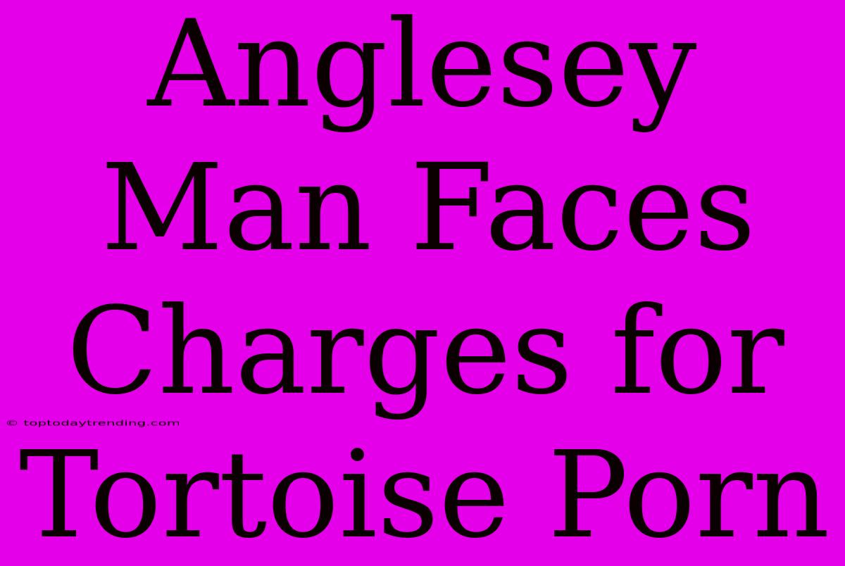 Anglesey Man Faces Charges For Tortoise Porn