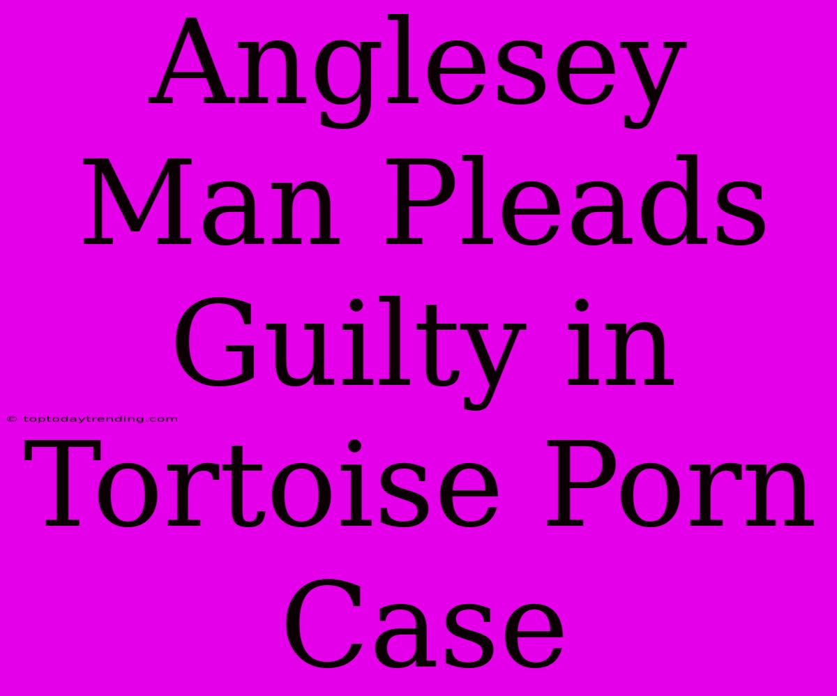 Anglesey Man Pleads Guilty In Tortoise Porn Case