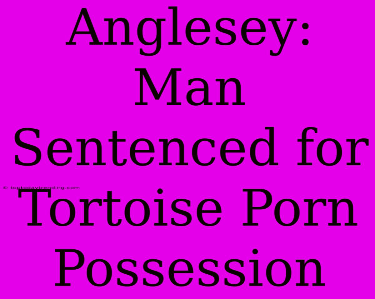 Anglesey: Man Sentenced For Tortoise Porn Possession