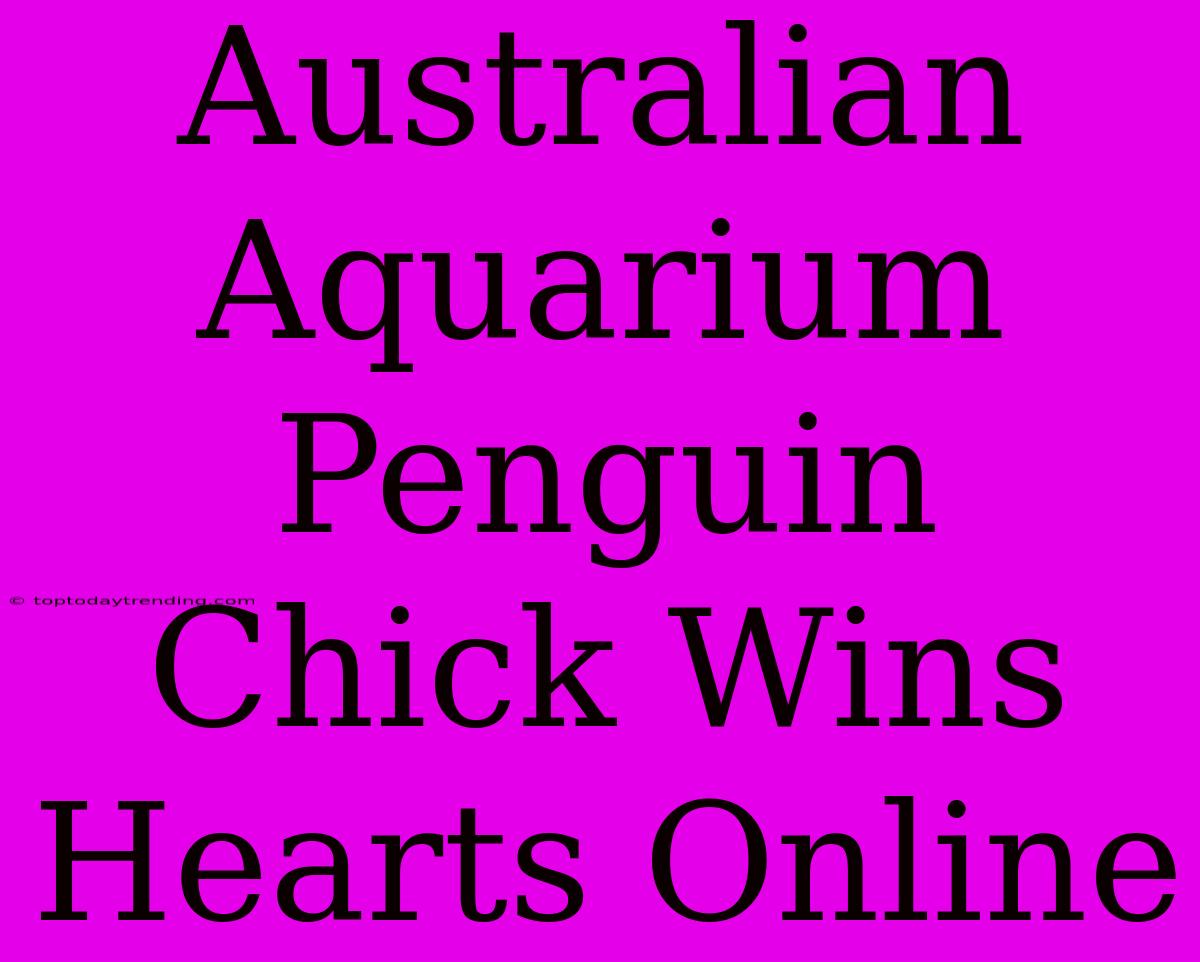 Australian Aquarium Penguin Chick Wins Hearts Online