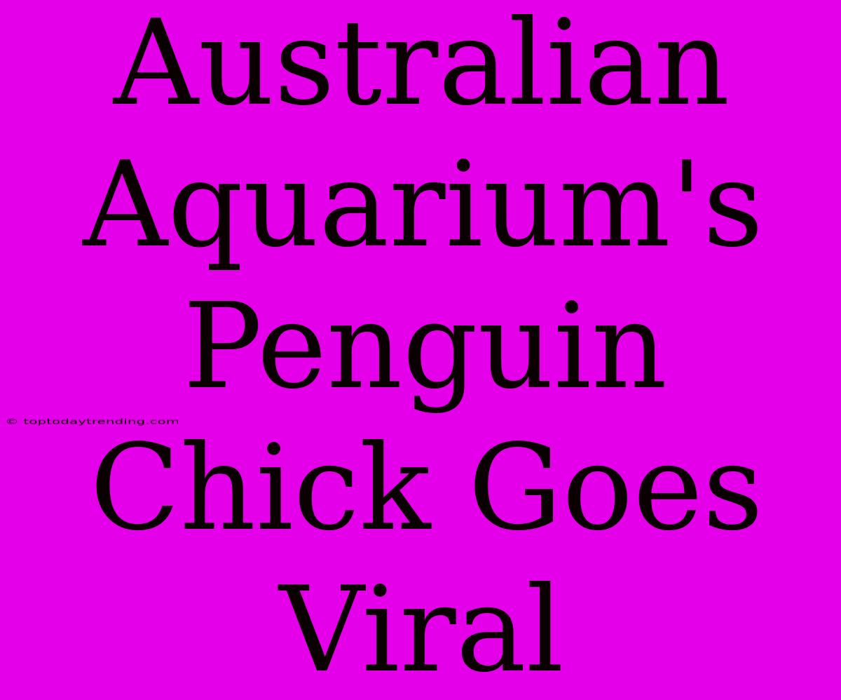 Australian Aquarium's Penguin Chick Goes Viral