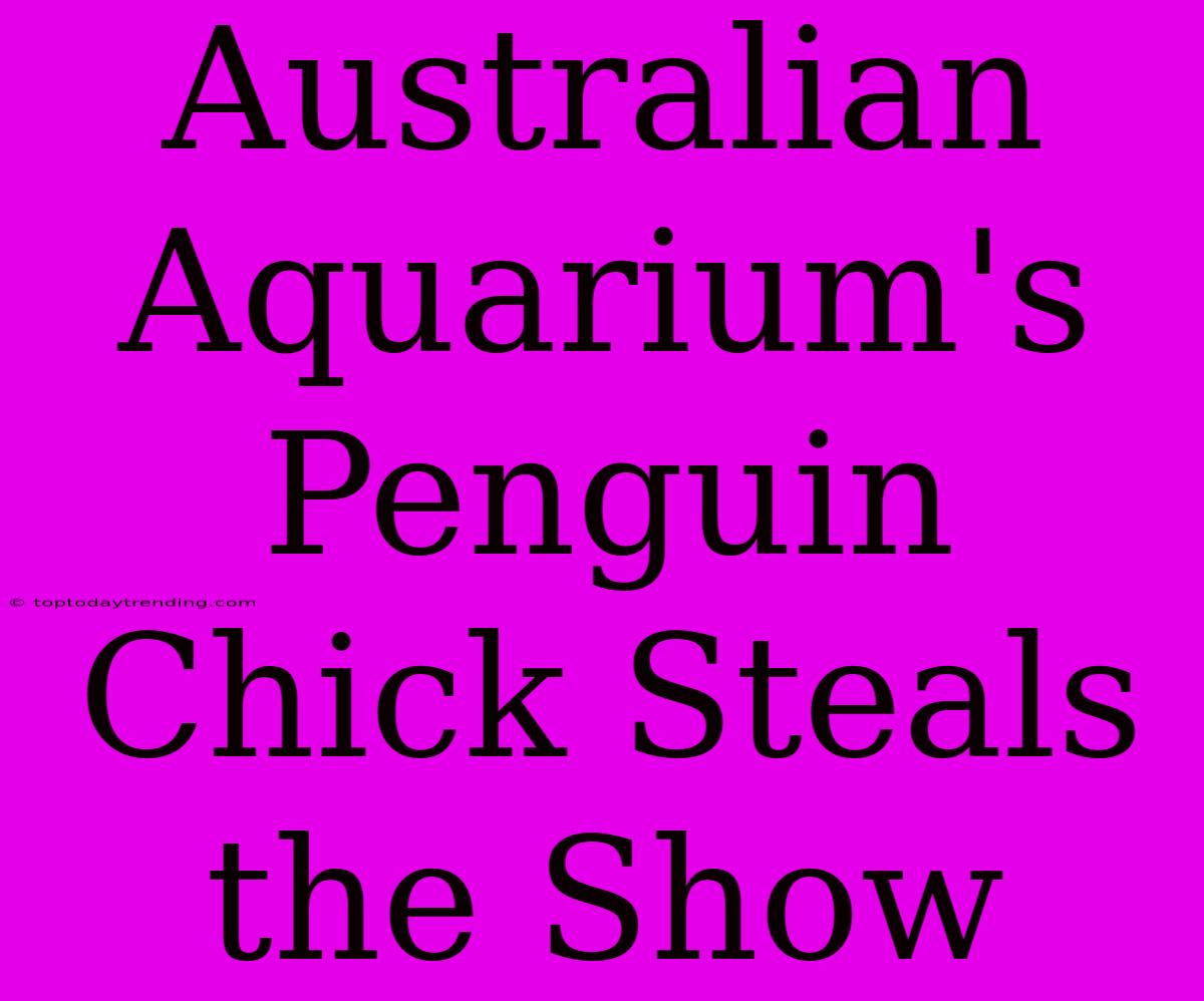 Australian Aquarium's Penguin Chick Steals The Show