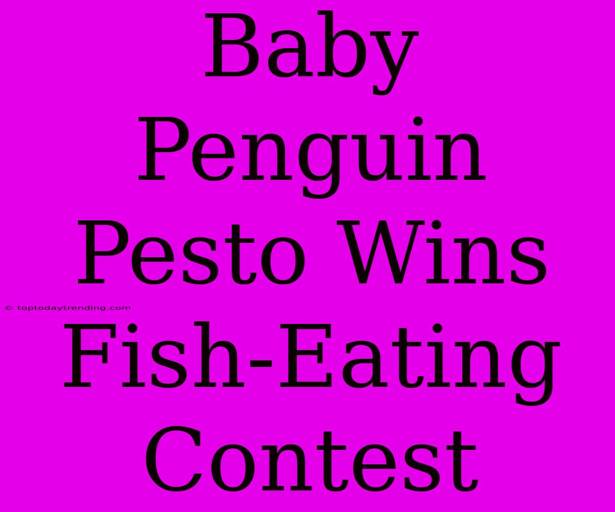 Baby Penguin Pesto Wins Fish-Eating Contest