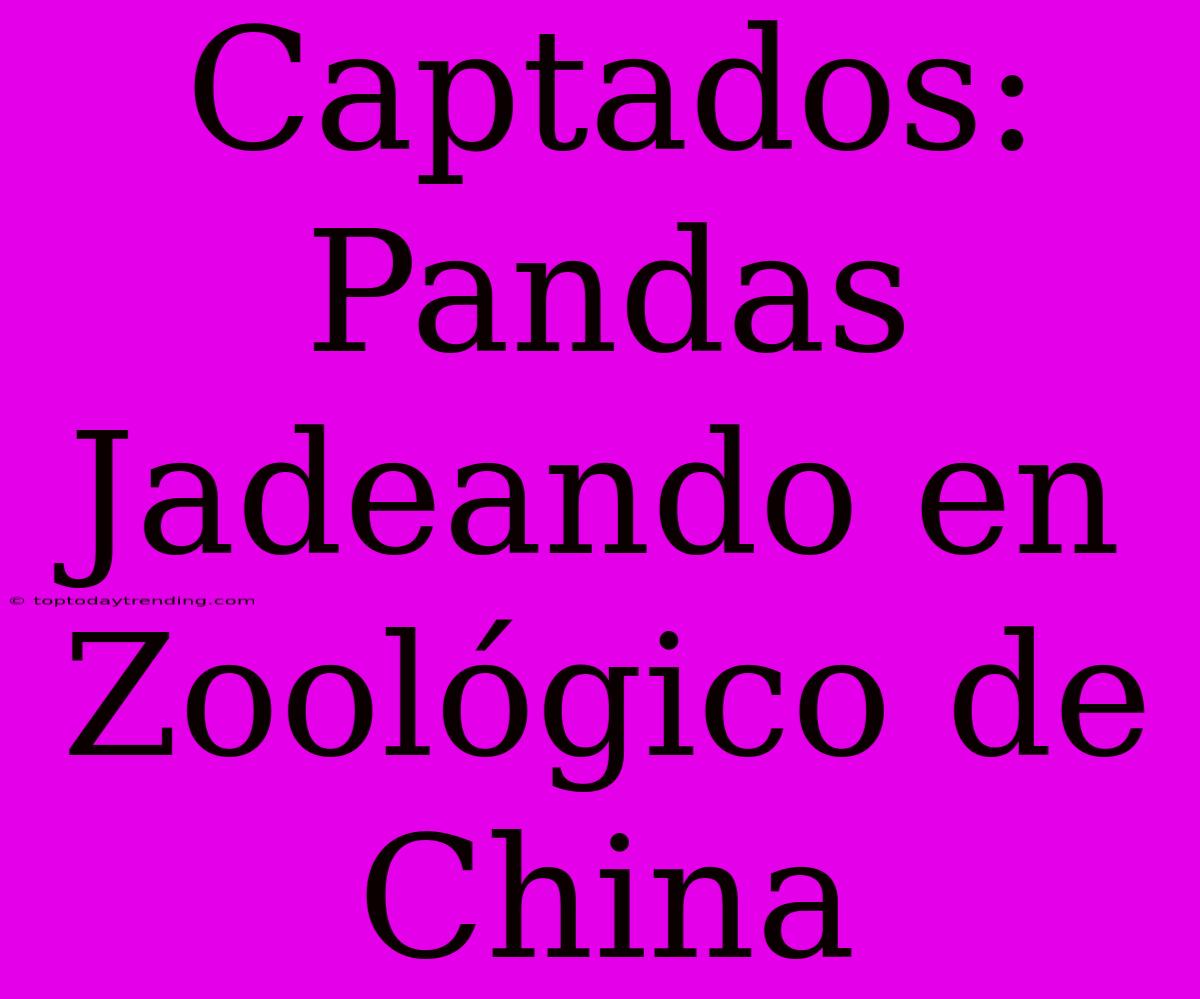 Captados: Pandas Jadeando En Zoológico De China