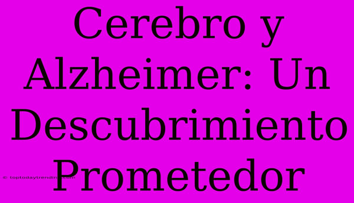 Cerebro Y Alzheimer: Un Descubrimiento Prometedor