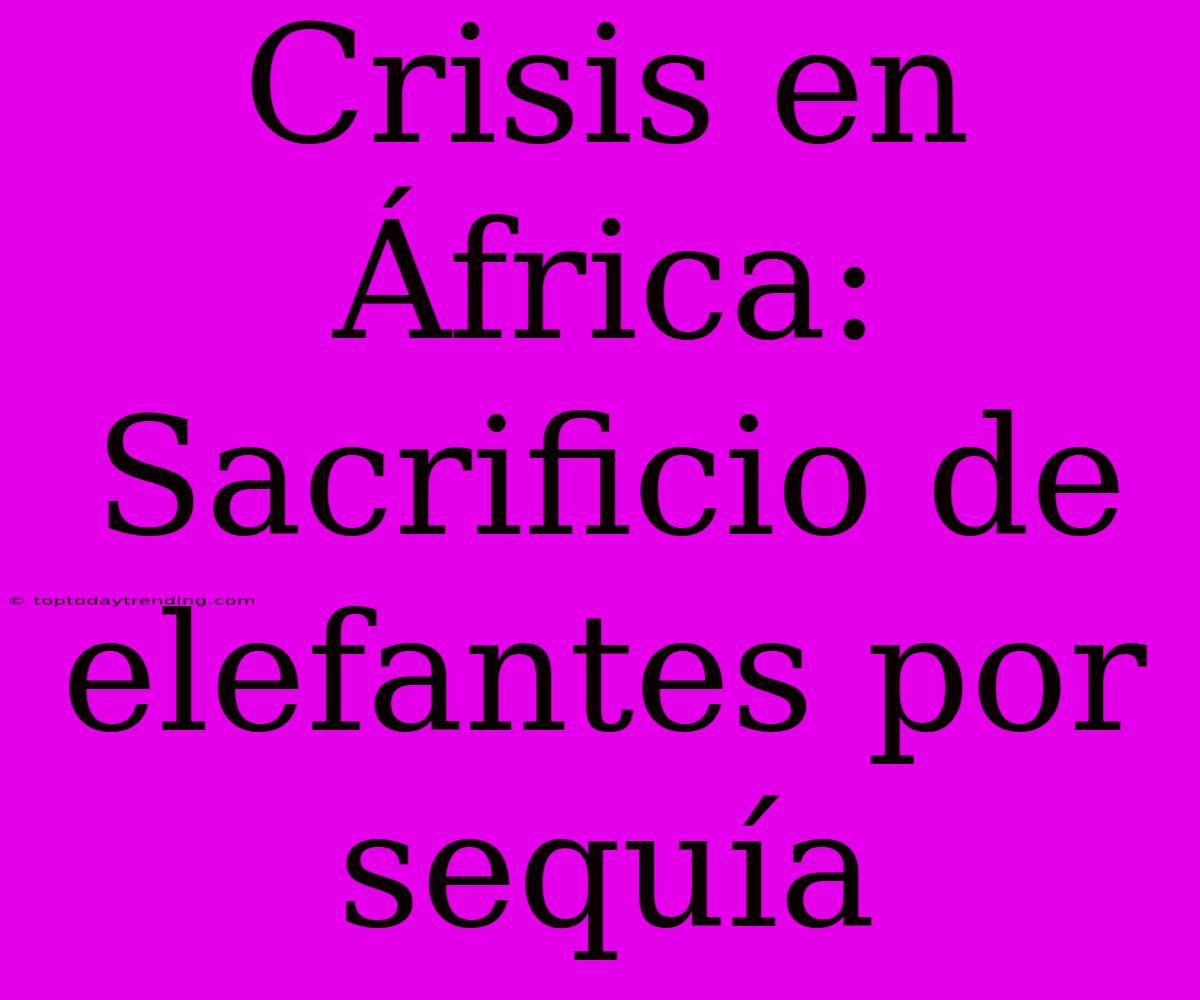 Crisis En África: Sacrificio De Elefantes Por Sequía