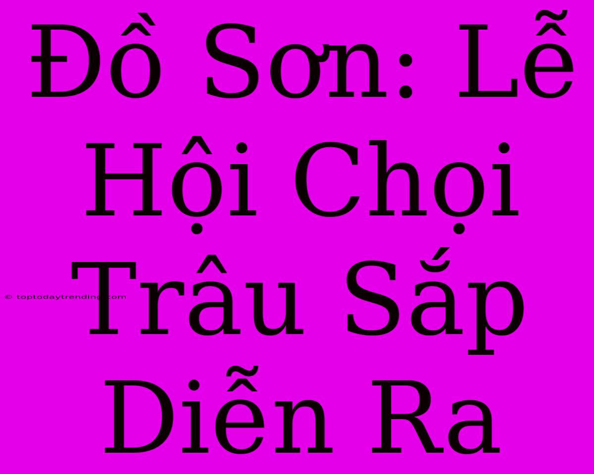 Đồ Sơn: Lễ Hội Chọi Trâu Sắp Diễn Ra