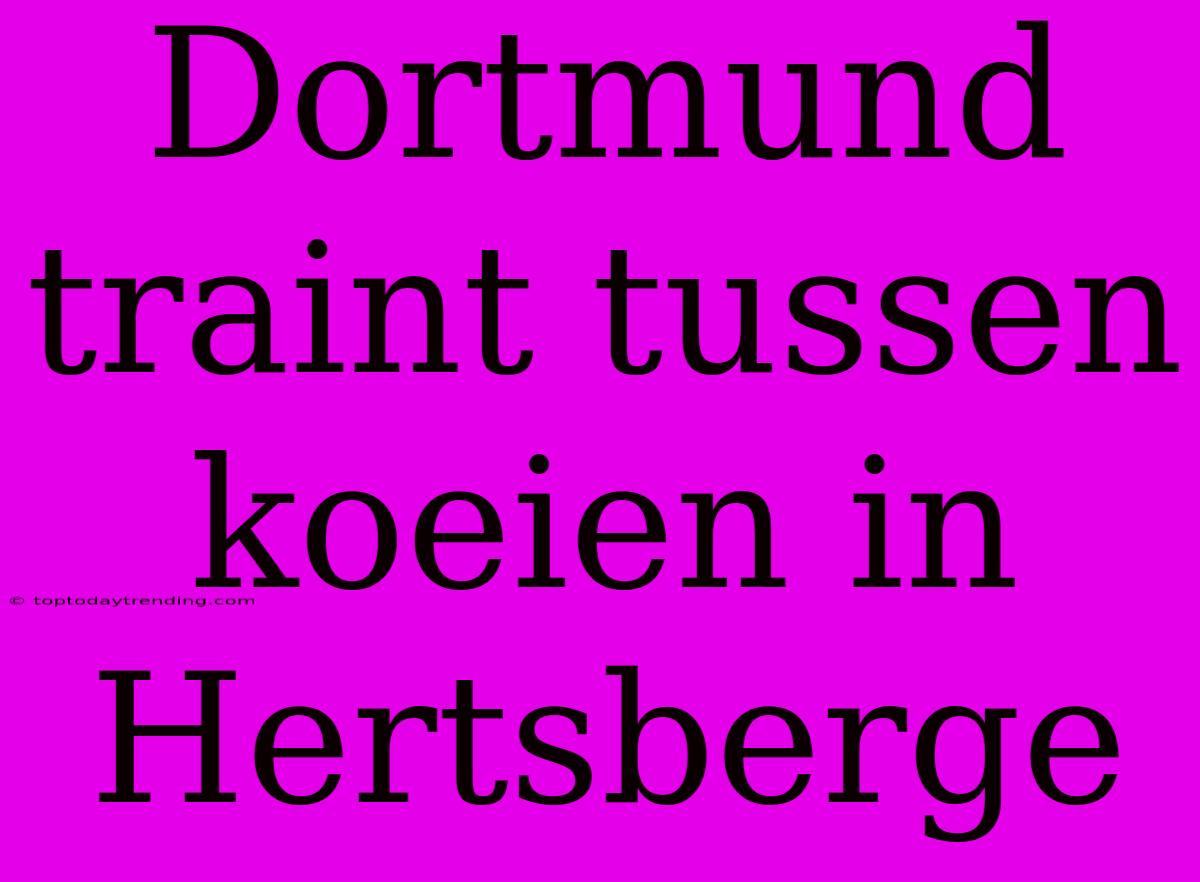 Dortmund Traint Tussen Koeien In Hertsberge