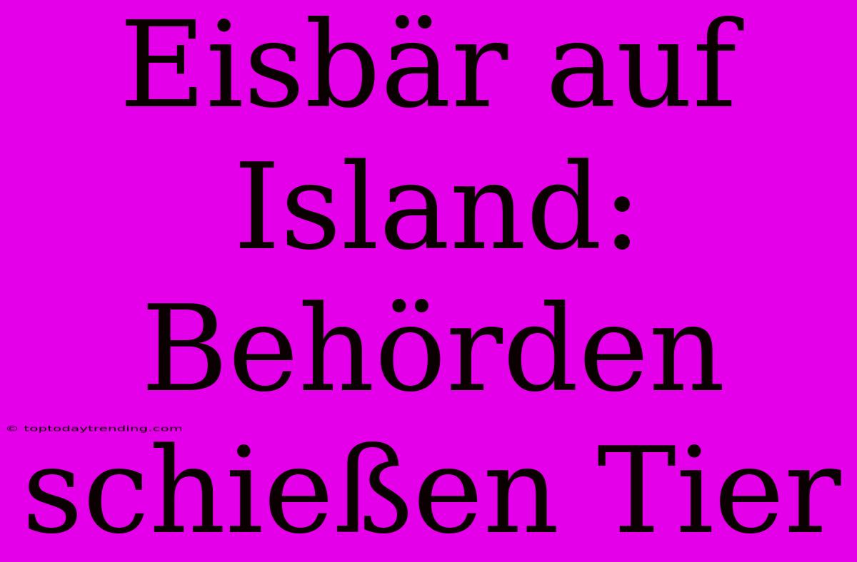 Eisbär Auf Island: Behörden Schießen Tier