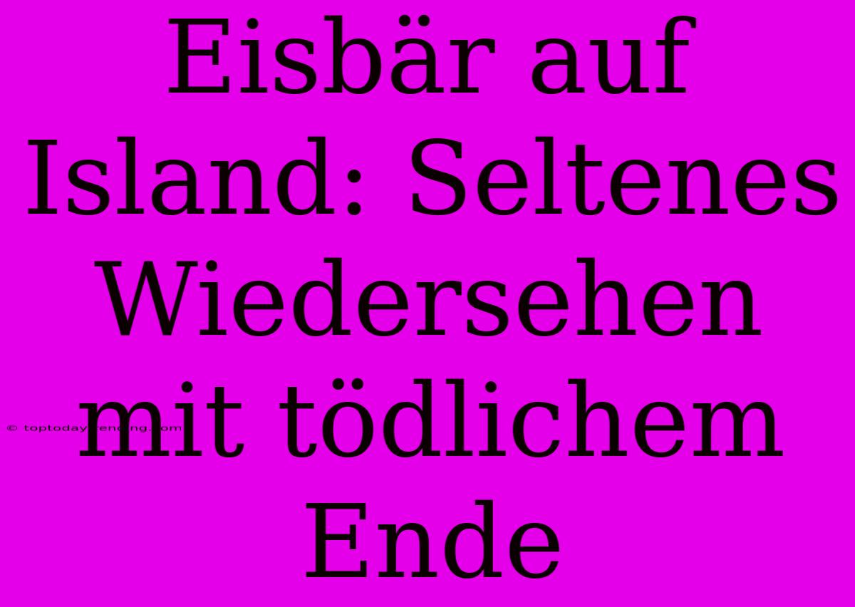 Eisbär Auf Island: Seltenes Wiedersehen Mit Tödlichem Ende