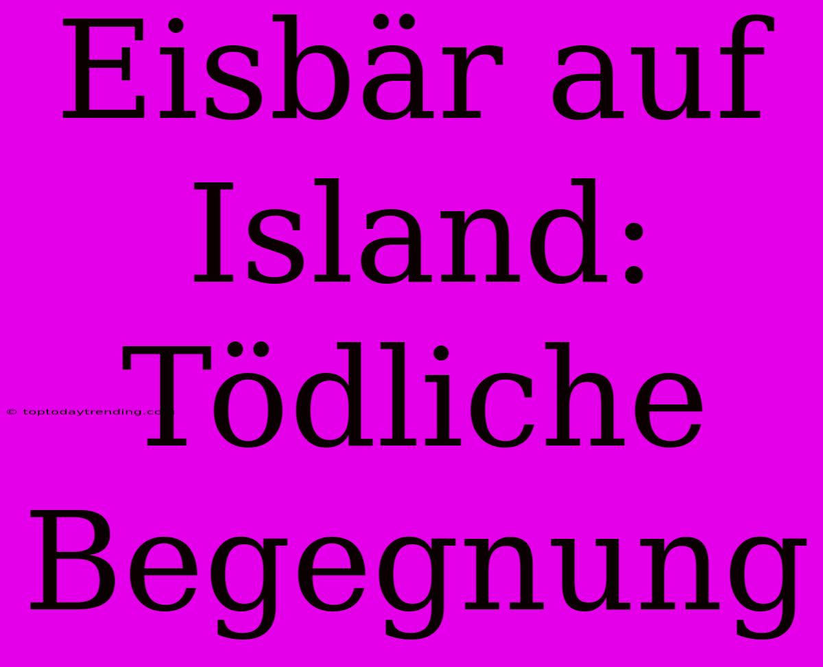 Eisbär Auf Island: Tödliche Begegnung