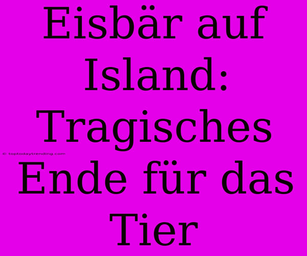 Eisbär Auf Island: Tragisches Ende Für Das Tier