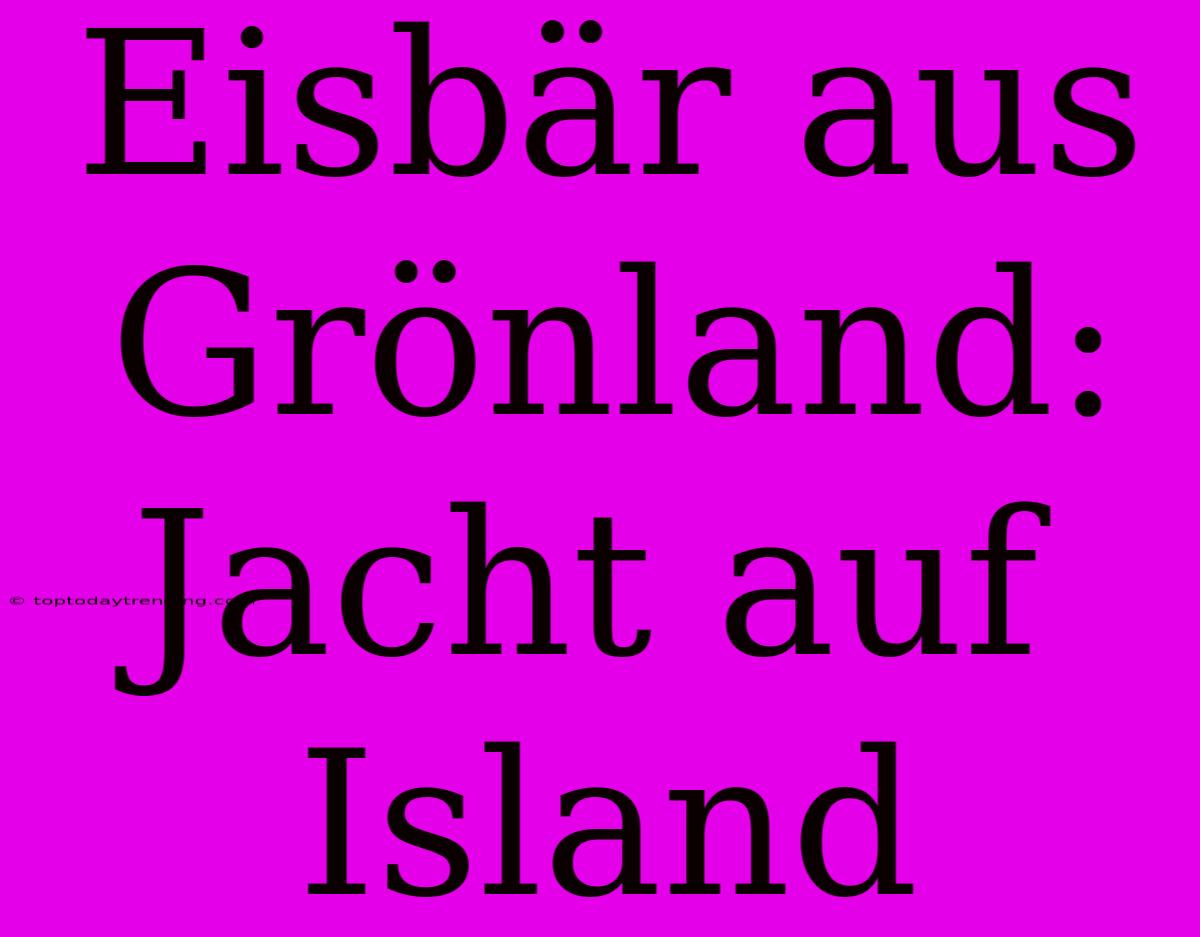 Eisbär Aus Grönland: Jacht Auf Island