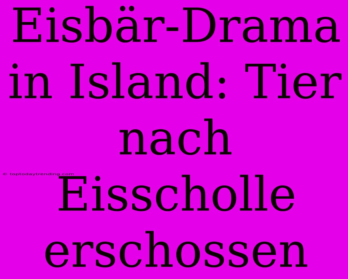 Eisbär-Drama In Island: Tier Nach Eisscholle Erschossen