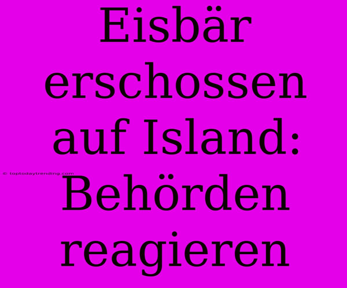 Eisbär Erschossen Auf Island: Behörden Reagieren