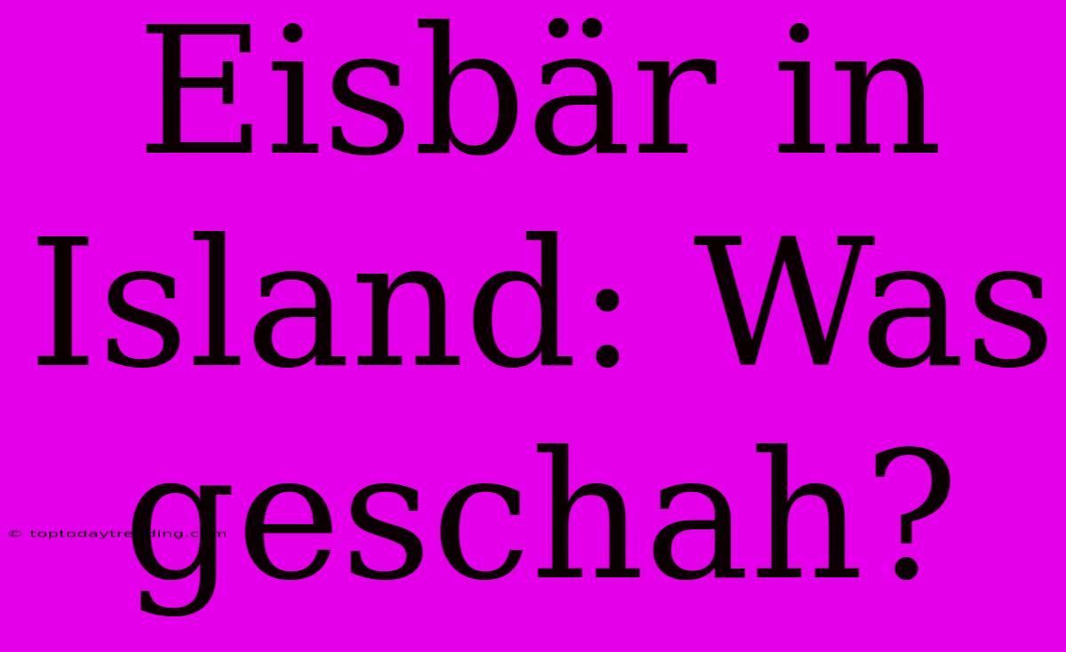 Eisbär In Island: Was Geschah?