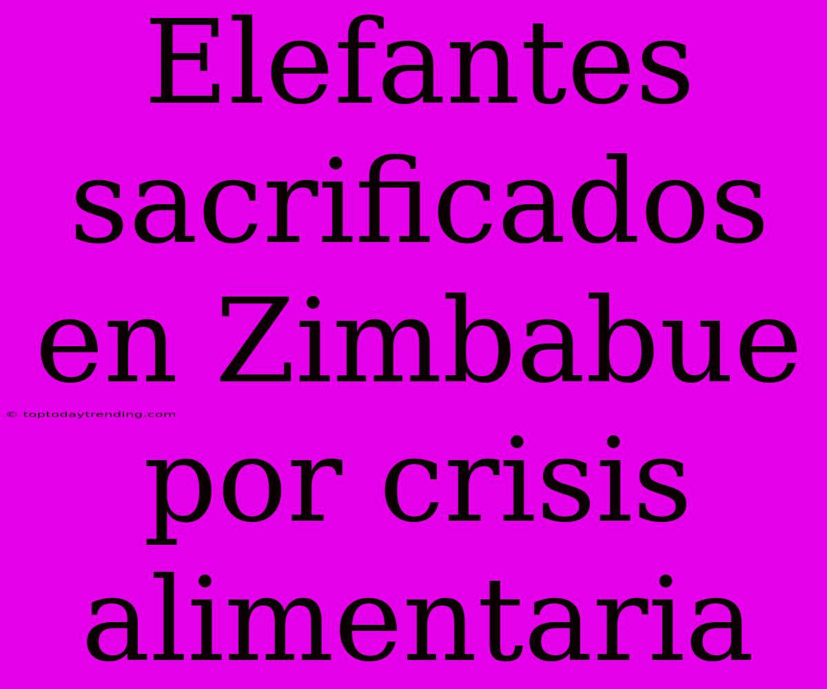 Elefantes Sacrificados En Zimbabue Por Crisis Alimentaria