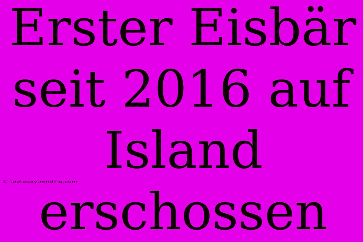 Erster Eisbär Seit 2016 Auf Island Erschossen