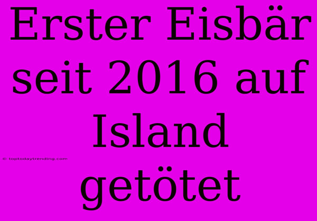 Erster Eisbär Seit 2016 Auf Island Getötet