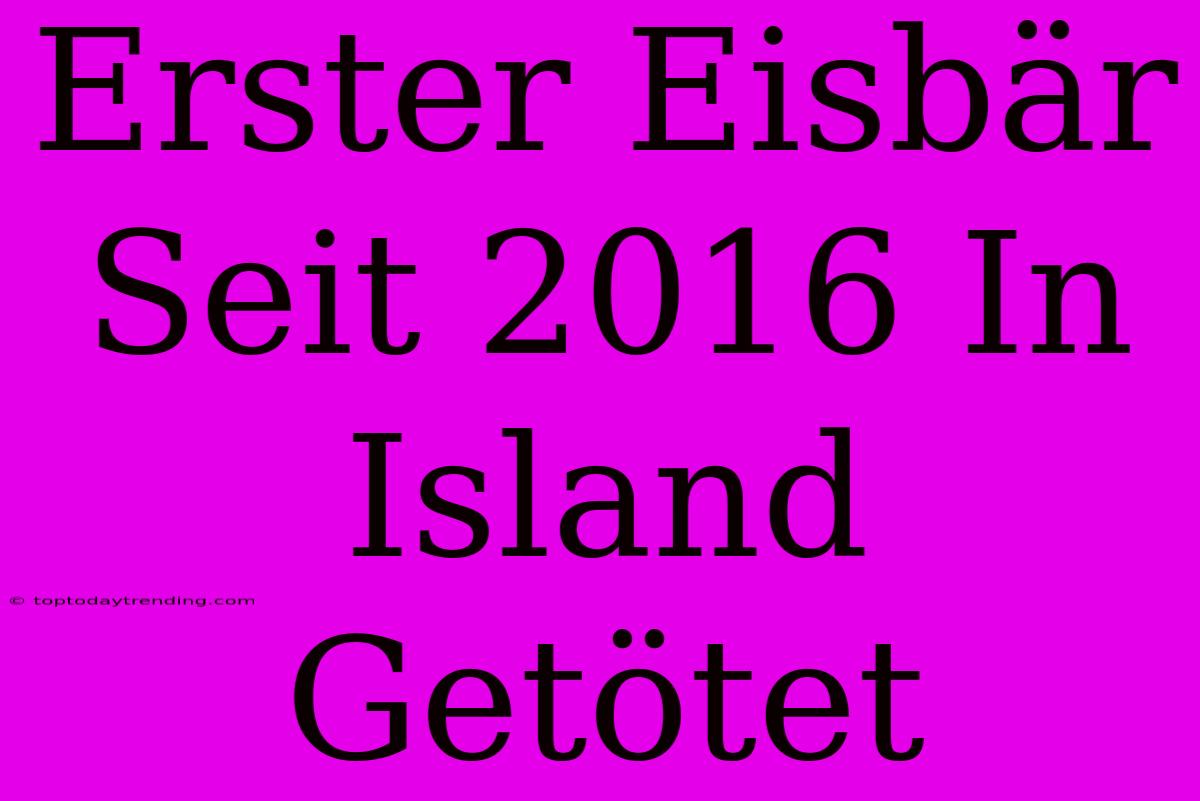 Erster Eisbär Seit 2016 In Island Getötet