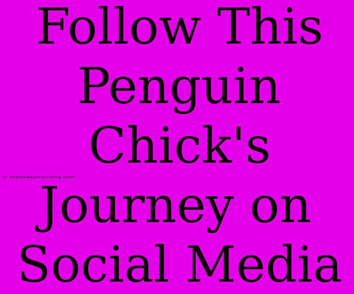 Follow This Penguin Chick's Journey On Social Media