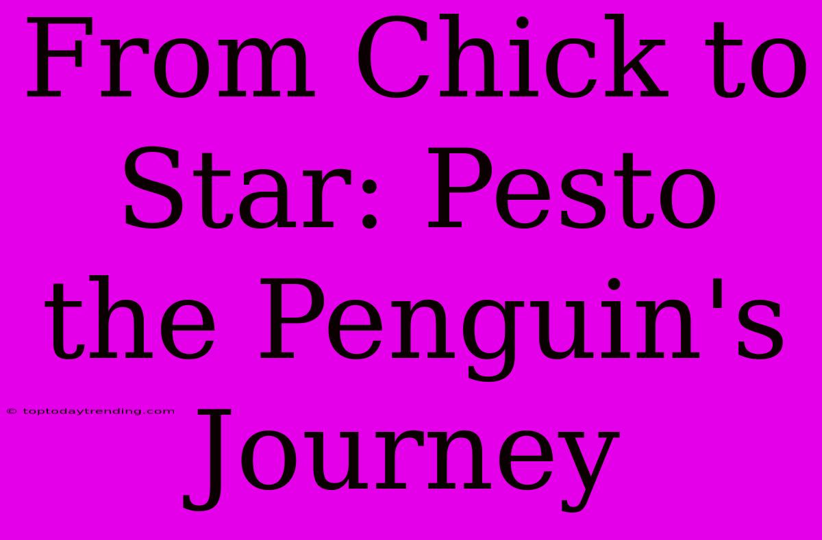 From Chick To Star: Pesto The Penguin's Journey