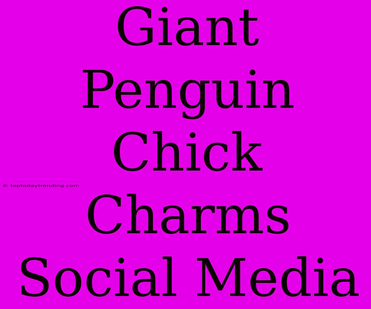 Giant Penguin Chick Charms Social Media