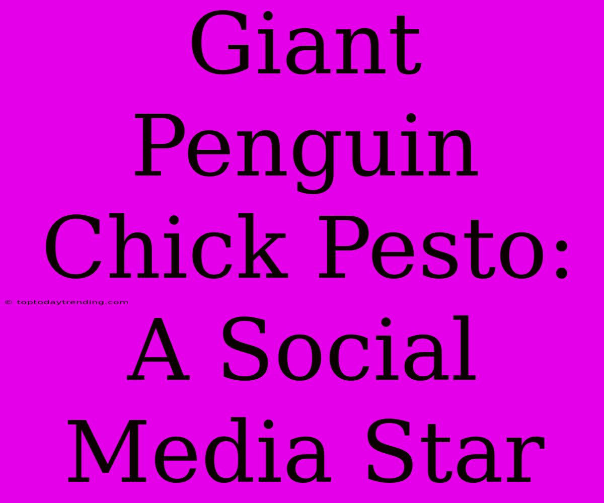 Giant Penguin Chick Pesto: A Social Media Star