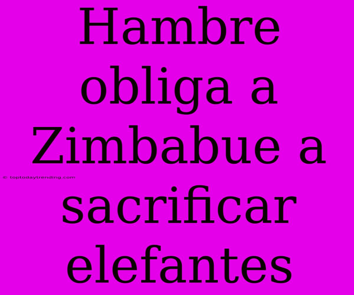 Hambre Obliga A Zimbabue A Sacrificar Elefantes