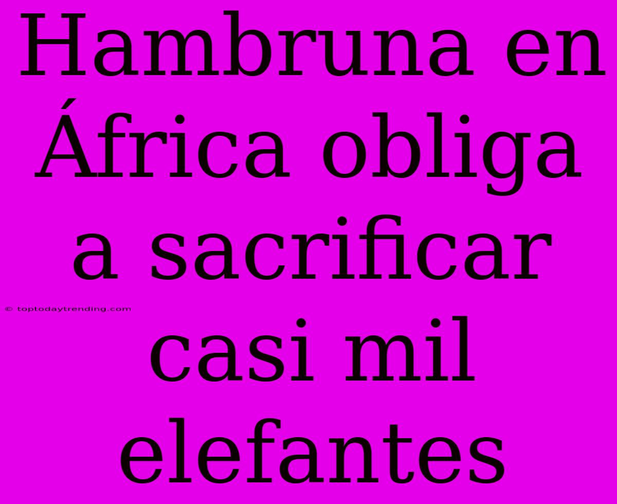 Hambruna En África Obliga A Sacrificar Casi Mil Elefantes