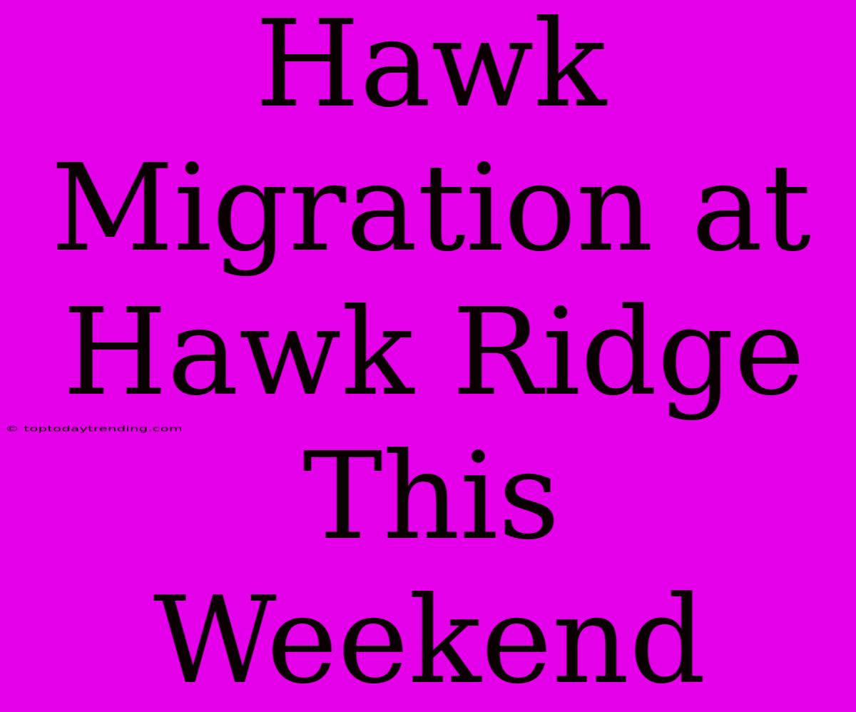 Hawk Migration At Hawk Ridge This Weekend