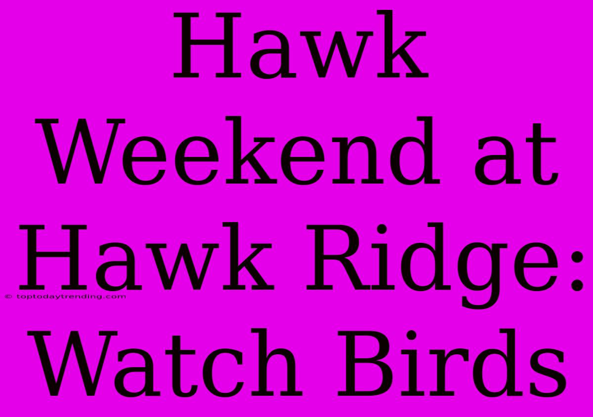 Hawk Weekend At Hawk Ridge: Watch Birds