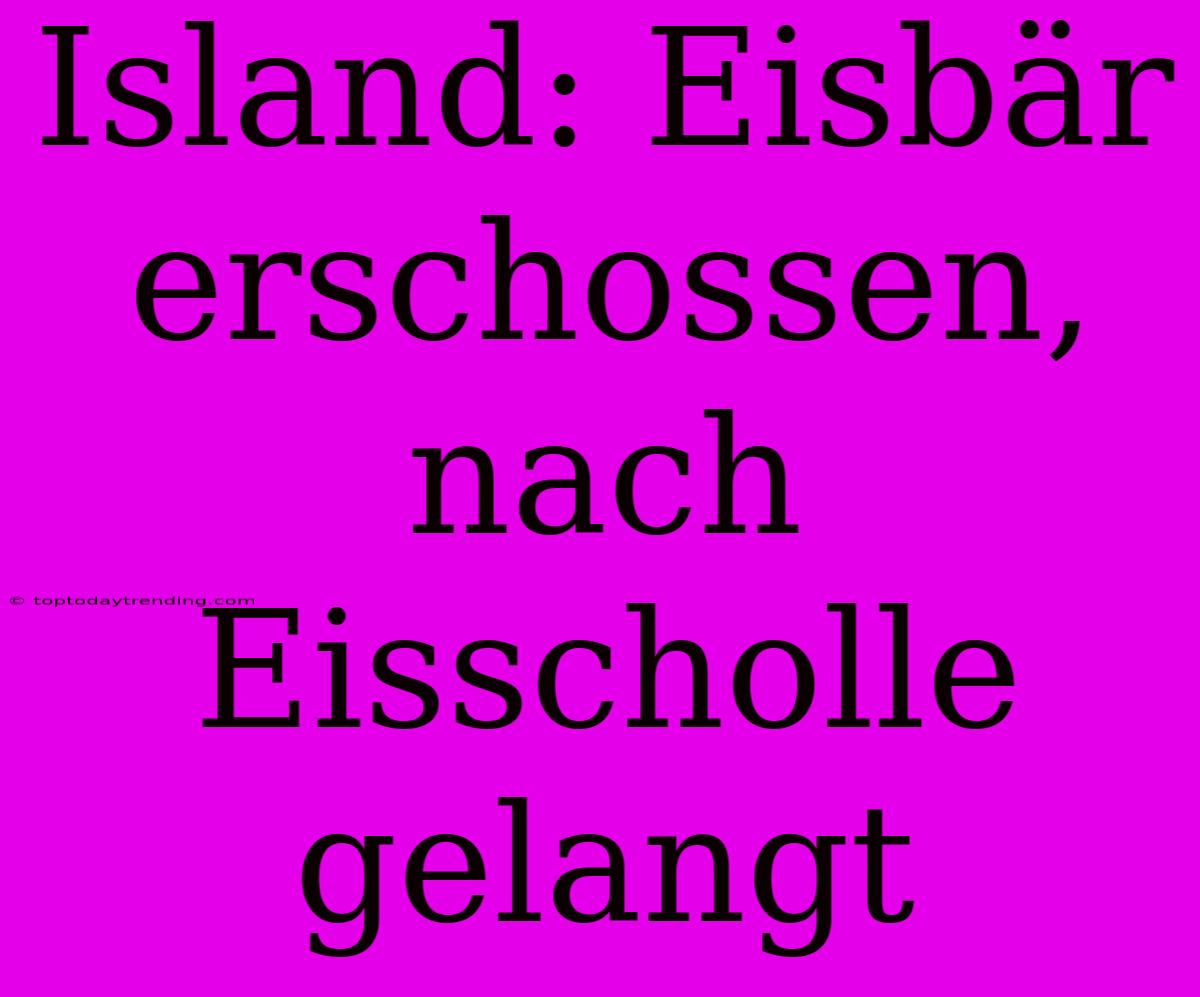 Island: Eisbär Erschossen, Nach Eisscholle Gelangt