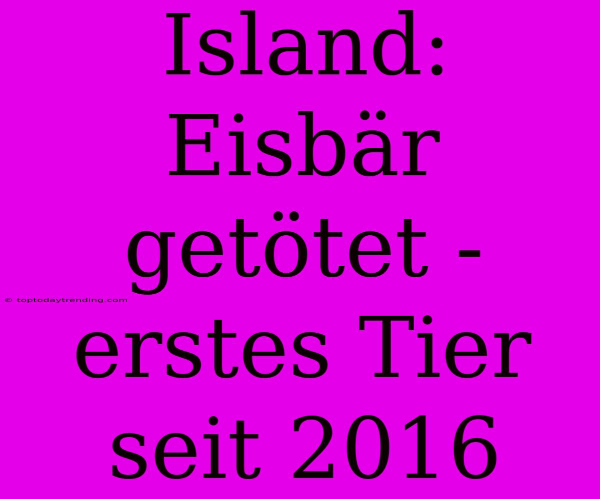 Island: Eisbär Getötet - Erstes Tier Seit 2016