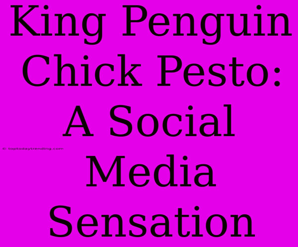 King Penguin Chick Pesto: A Social Media Sensation