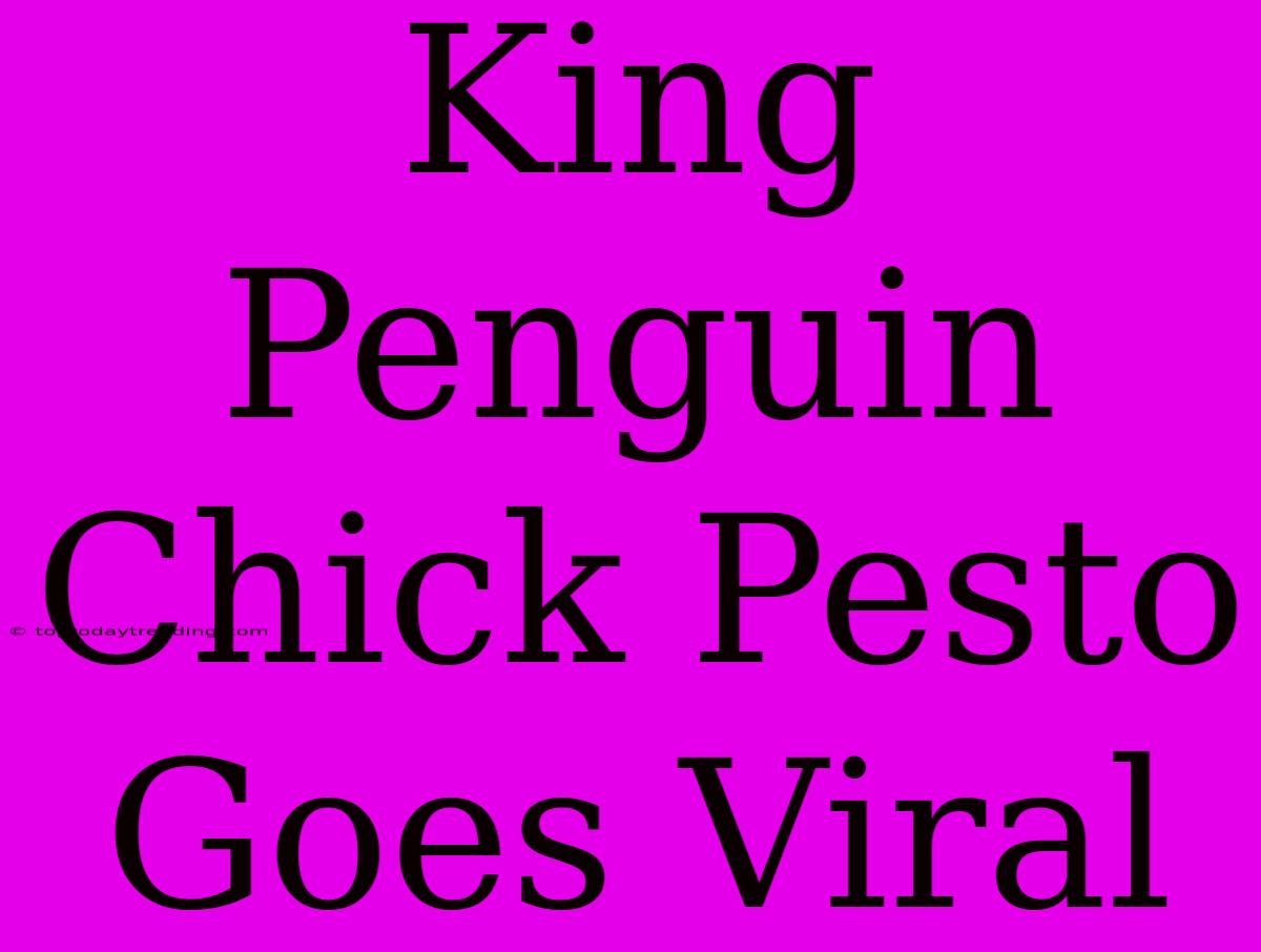 King Penguin Chick Pesto Goes Viral