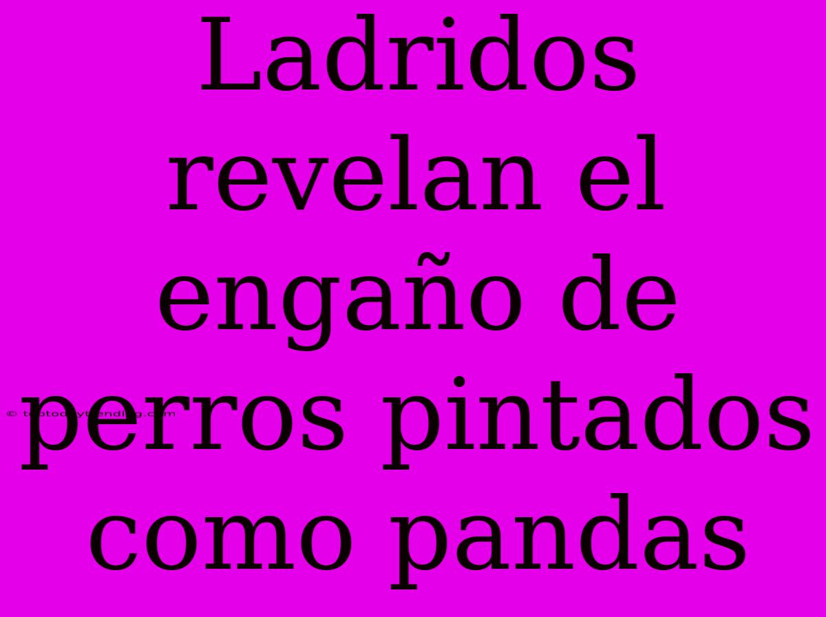 Ladridos Revelan El Engaño De Perros Pintados Como Pandas