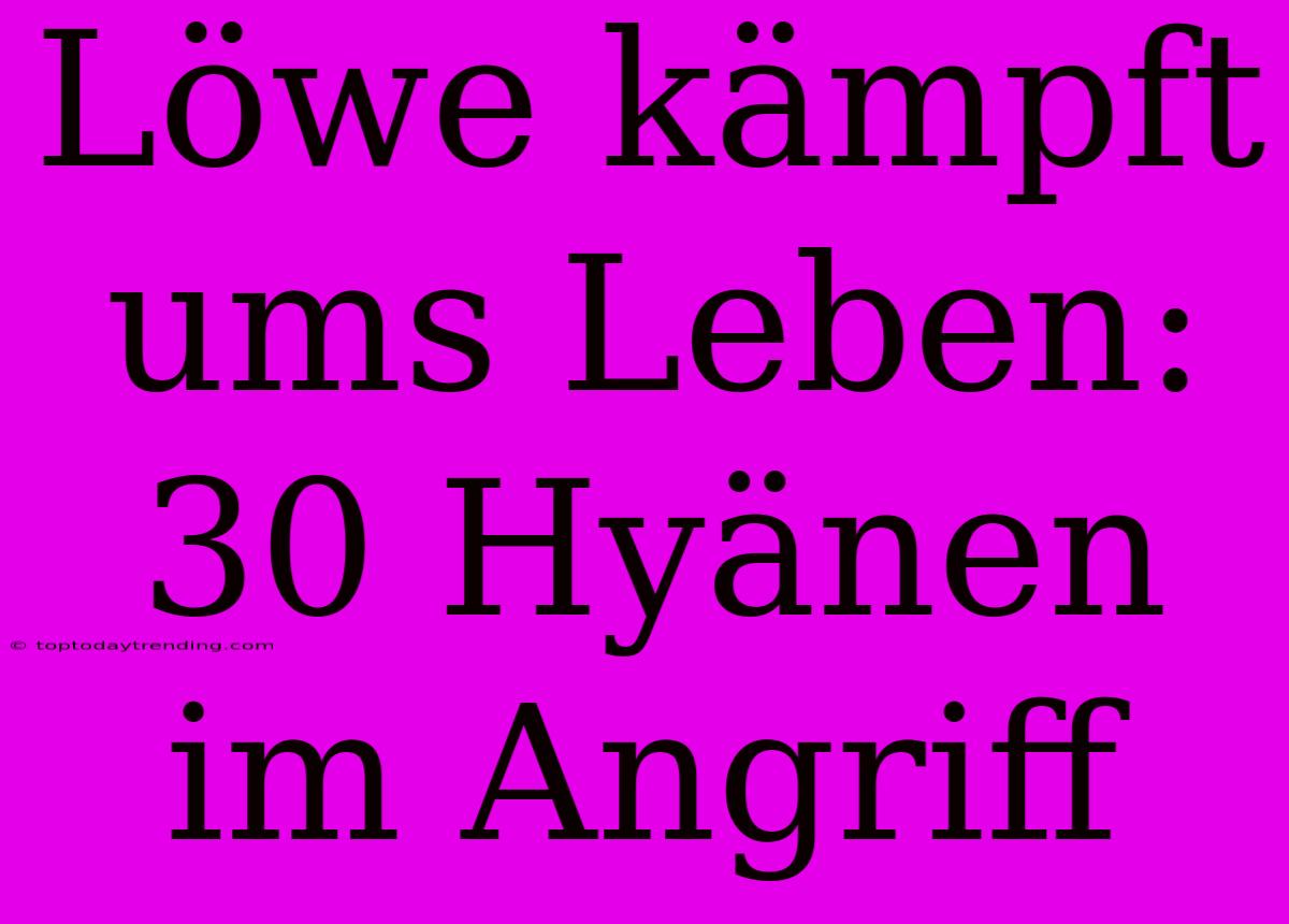 Löwe Kämpft Ums Leben: 30 Hyänen Im Angriff