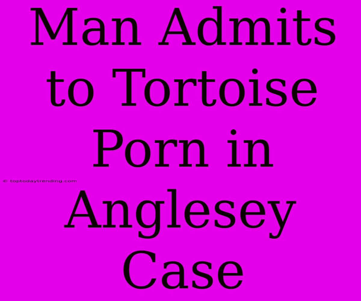 Man Admits To Tortoise Porn In Anglesey Case