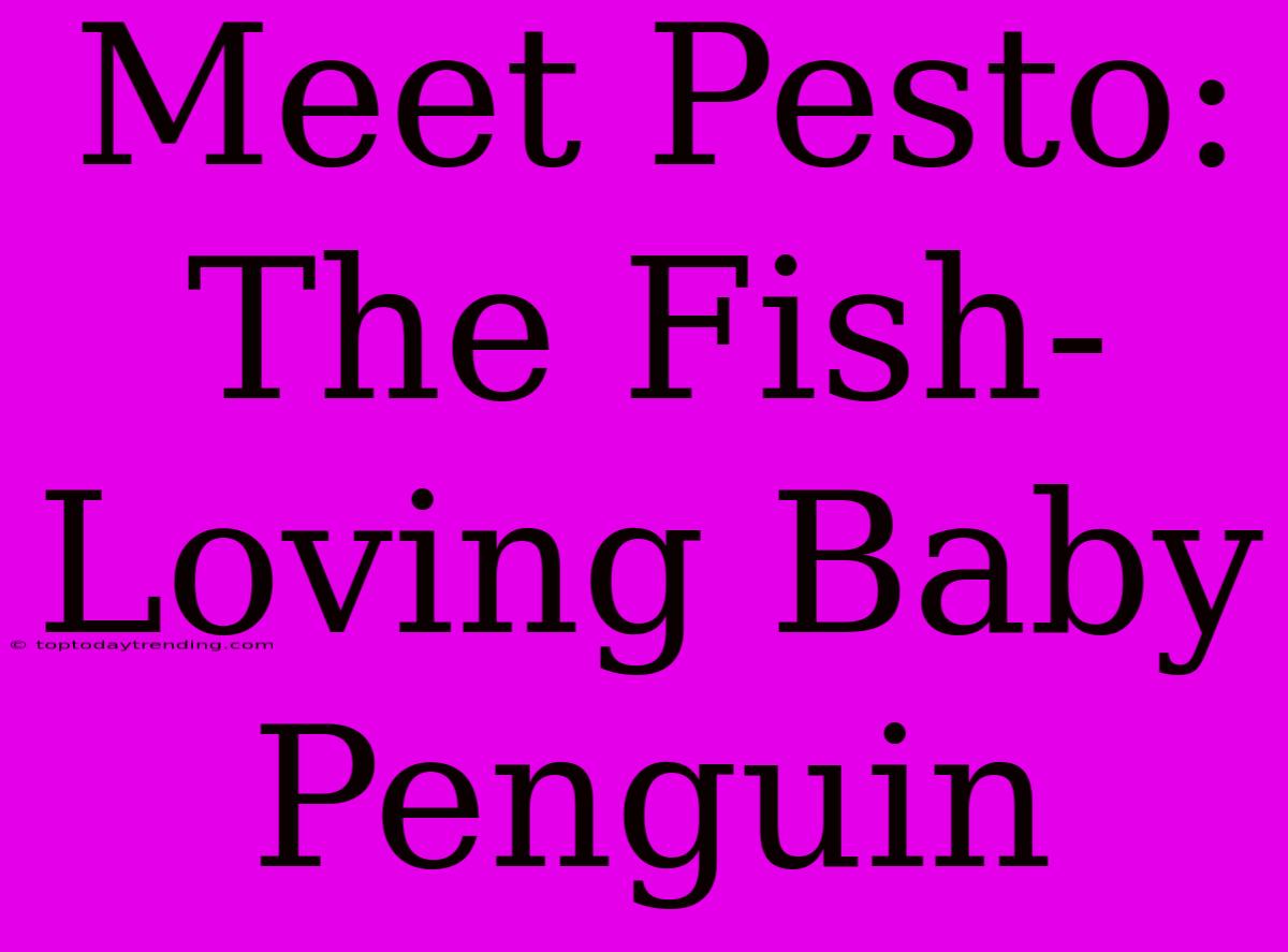 Meet Pesto: The Fish-Loving Baby Penguin