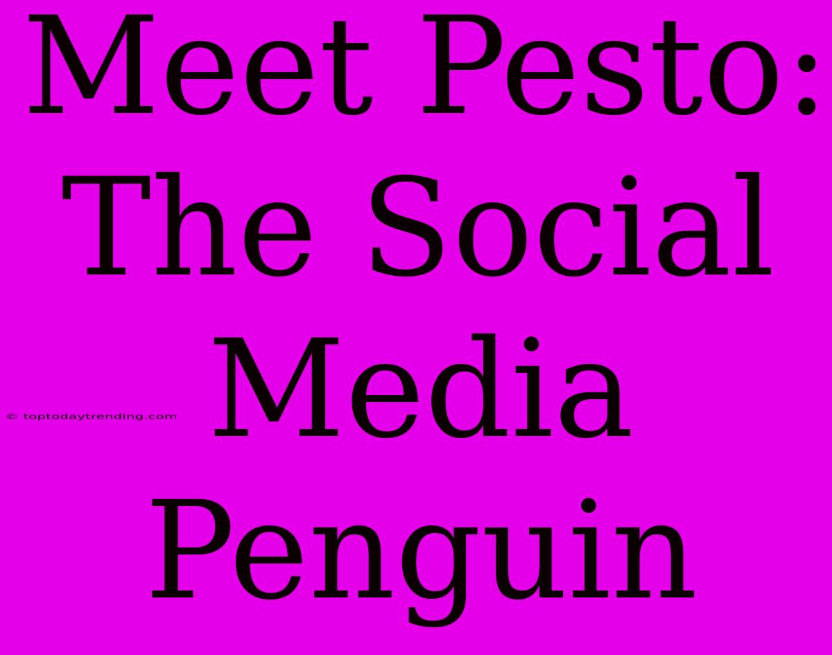 Meet Pesto: The Social Media Penguin