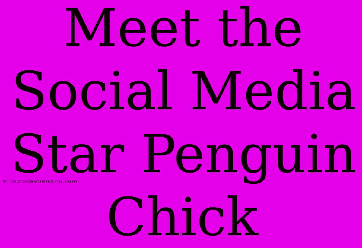 Meet The Social Media Star Penguin Chick