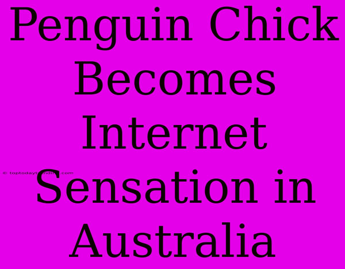 Penguin Chick Becomes Internet Sensation In Australia