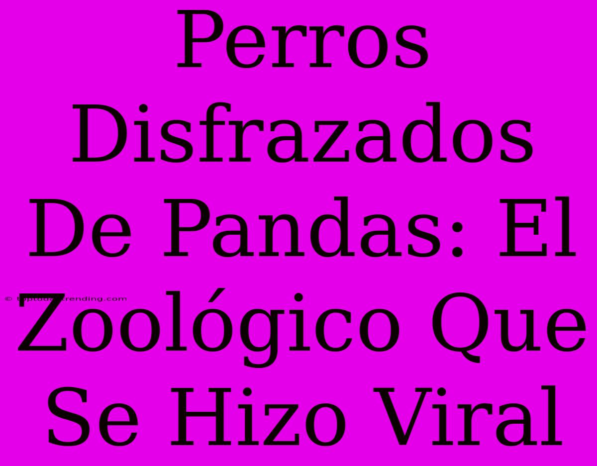 Perros Disfrazados De Pandas: El Zoológico Que Se Hizo Viral