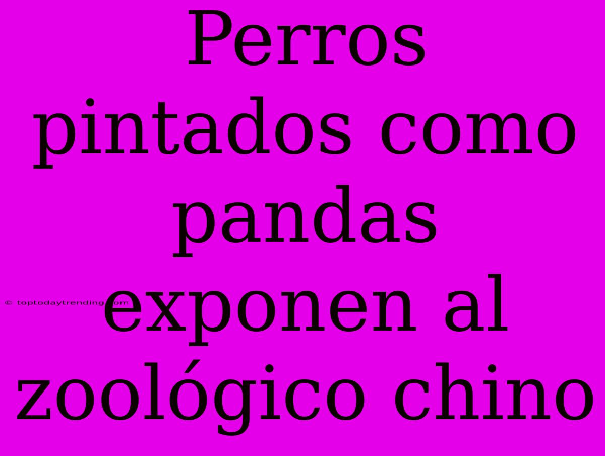 Perros Pintados Como Pandas Exponen Al Zoológico Chino