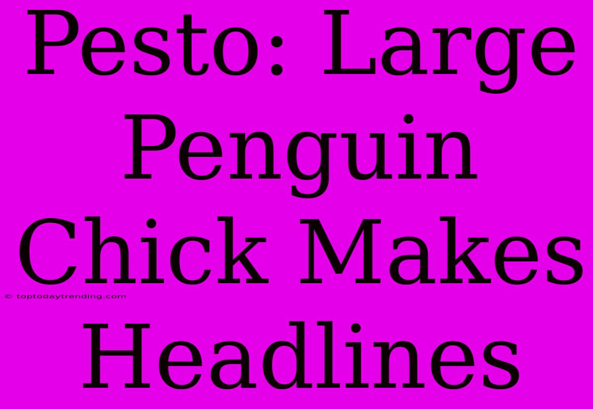 Pesto: Large Penguin Chick Makes Headlines