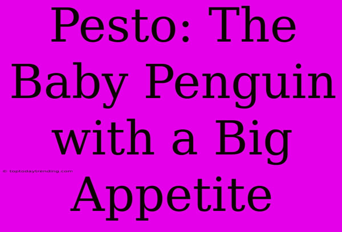 Pesto: The  Baby Penguin With A Big Appetite