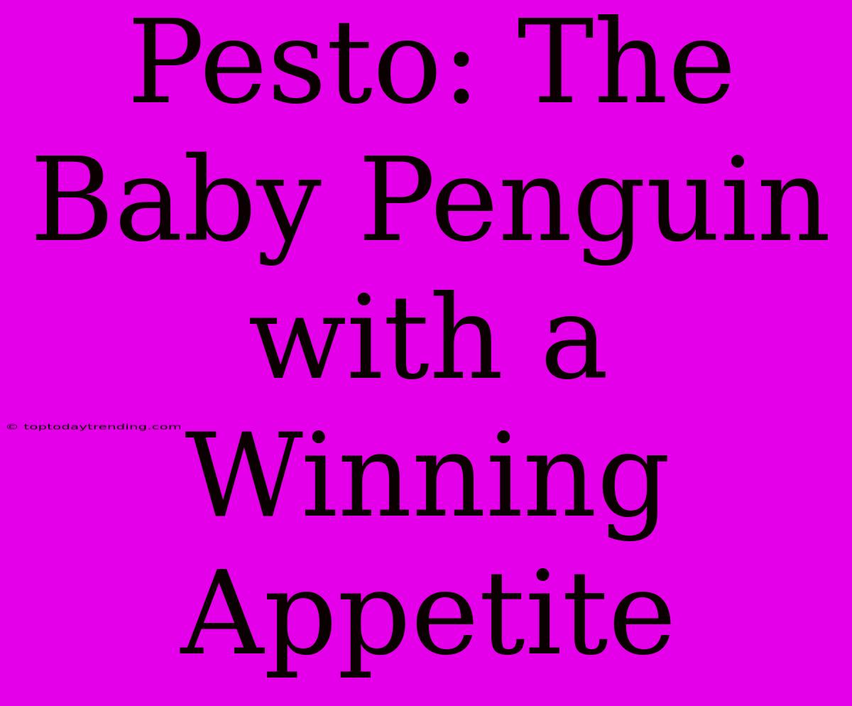 Pesto: The Baby Penguin With A Winning Appetite